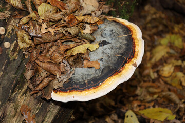 ​A large bracket fungus with a white rim and a dark gray center grows on an old stump or trunk,...