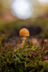 mushroom in the forest