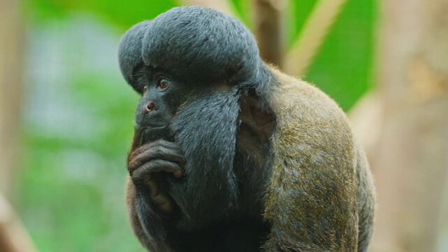 A large thinking ape with a pronounced large brain is in a thinking state with its finger in its mouth. Closeup