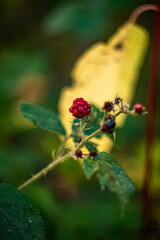 red ant on a green leaf