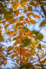 autumn leaves in the sun