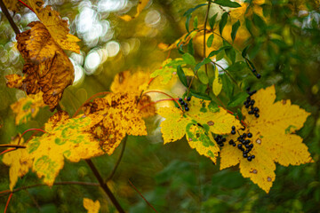 yellow maple leaves in autumn