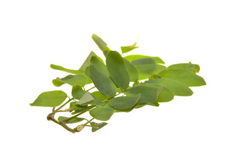 green leaf isolated on white background