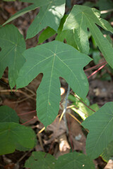 Close-up of Green Leaf with Visible Vein Pattern