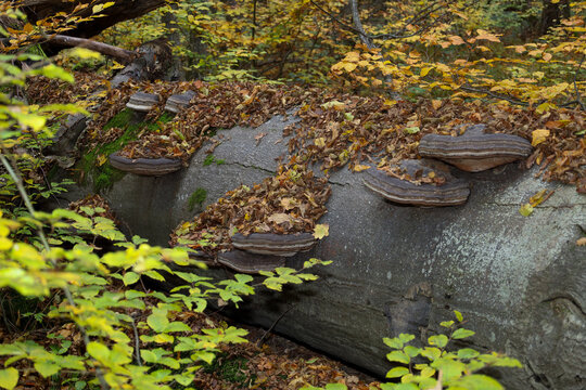 A huge fallen tree trunk is covered with bracket fungi and fallen autumn leaves. This shot demonstrates the natural decomposition of wood in the forest, emphasizing the cycles of life and organic text - Powered by Adobe