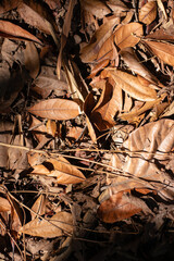 Thick Layer of Dry Brown Fallen Leaves on Tropical Forest Floor