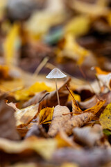 autumn leaves on the ground mosroom