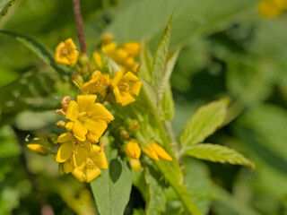 Yellow loosestrife flowers - Lysimachia vulgaris. 