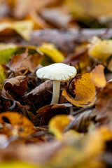 mushroom in autumn forest