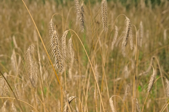 Golden flowering common barley in a field. 