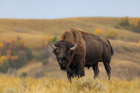 American Bison