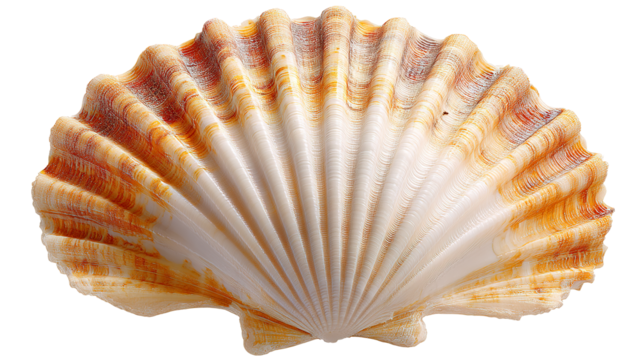 Orange and White Scallop Shell seashell marine life isolated on a transparent background