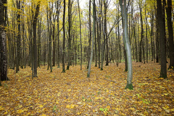Straight tree trunks create a vertical rhythm in the deciduous forest, bathed in golden autumn colors. The ground is completely covered with a dense carpet of bright yellow leaves, reflecting the seas