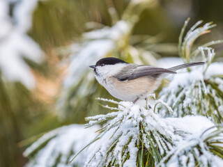 Cute bird the willow tit, song bird sitting on the fir branch with snow in winter