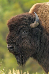 American Bison