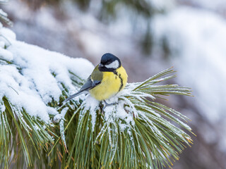 Cute bird Great tit, songbird sitting on the fir branch with snow in winter