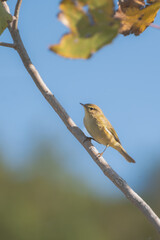 A small bird on a branch