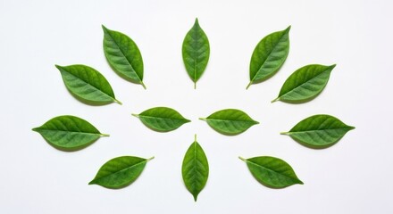 Naklejka premium Green leaves arranged in radial pattern on clean white background, top-down view