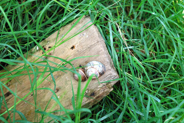 Breeding grape snails