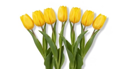 Seven vibrant yellow tulips with green stems isolated on white background
