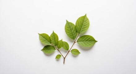 Obraz premium Small branch with vibrant green leaves isolated against a bright white background