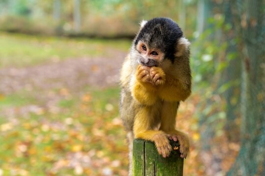 Squirrel Monkey Eating While Sitting on Wooden Post Outdoors
