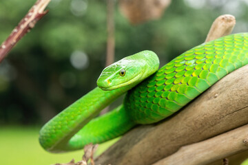 The beautiful Eastern Green Mamba (Dendroaspis angusticeps), an arboreal snake, posing on dead branches – Africa’s gorgeous but deadly venomous snake