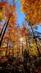 Obraz premium autumn in the forest