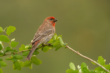 House Finch