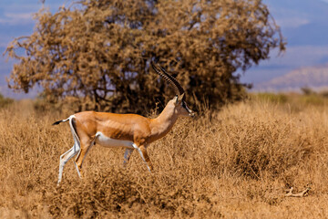 Naklejka premium Amboseli National Park, Kenya: Alert Thomson's Gazelle in the Dry Savanna