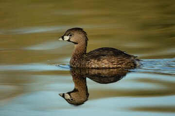 Pied-billed Grebe