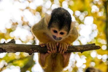 Squirrel Monkey Hanging on Tree Branch in Autumn Forest