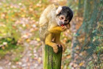Squirrel Monkey Sitting on Wooden Post and Eating Outdoors