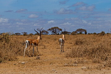 Amboseli National Park, Kenya: Thomson's Gazelles in the Arid Savanna Landscape