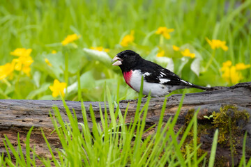 Rose-breasted Grosbeak