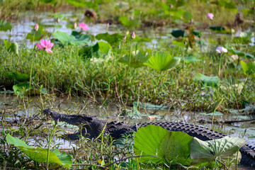 Saltwater crocodile, Corroboree Billabong