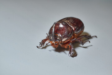 Macro photography of the rhinoceros beetle. All anatomical features of the rhinoceros beetle are visible. Its shape, shiny shell and distinctive horn are shown in detail.