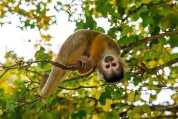 Squirrel Monkey Hanging Upside Down on Tree Branch in Nature © Olga
