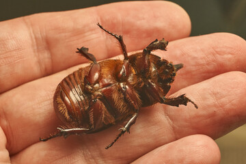 Macro photography of the rhinoceros beetle. All anatomical features of the rhinoceros beetle are visible. Its shape, shiny shell and distinctive horn are shown in detail.