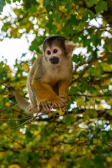 Squirrel Monkey Sitting on Tree Branch in Forest Canopy