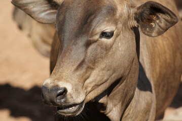 portrait of a calf