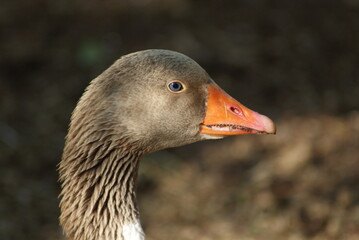 portrait of a goose