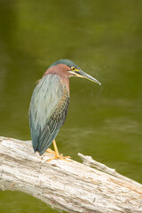 Green Heron