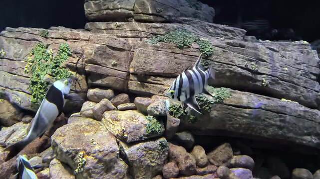 Bastard roosterfish, Enoplosus armatus, also known as "old wife".