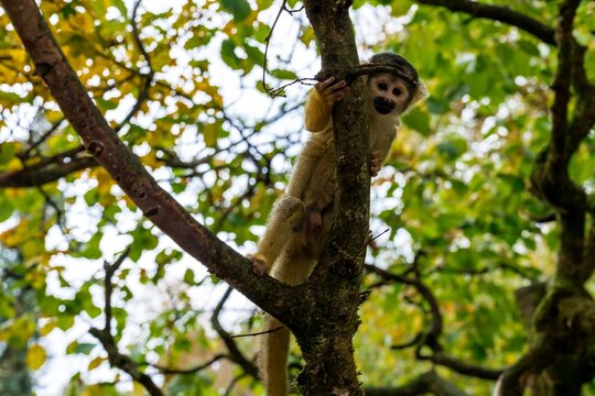 Squirrel Monkey Climbing on Tree Branch in Forest - Powered by Adobe