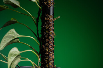 pole for plants, a houseplant on a moss pillar against a black wall as a background. A moss pole is a pole for growing plants in pots at home and outdoors.