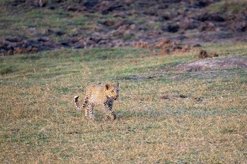 Leopard in the chobe national park, botsuana