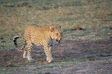 Leopard in the chobe national park, botsuana
