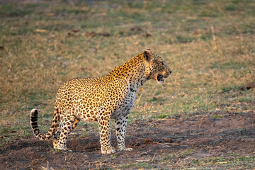 Naklejka premium Leopard in the chobe national park, botsuana