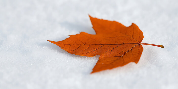 Vibrant orange leaf resting on a pristine blanket of snow, creating a captivating contrast between warmth and cold. A symbol of autumn's farewell in winter's embrace.